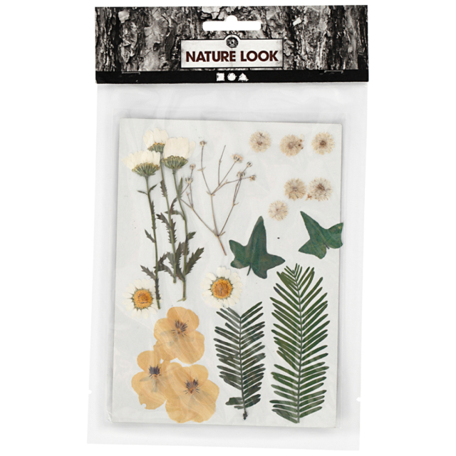 Getrocknete Blumen und Blätter Rohweiß