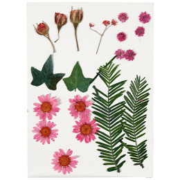 Getrocknete Blumen und Blätter Hellrot in der Gruppe Basteln & Hobby / Basteln / Scrapbooking bei Pen Store (130764)