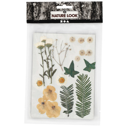 Getrocknete Blumen und Blätter Rohweiß in der Gruppe Basteln & Hobby / Techniken / Scrapbooking bei Pen Store (130765)