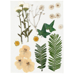 Getrocknete Blumen und Blätter Rohweiß in der Gruppe Basteln & Hobby / Basteln / Scrapbooking bei Pen Store (130765)