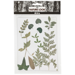 Getrocknete Blumen und Blätter Grün in der Gruppe Basteln & Hobby / Techniken / Scrapbooking bei Pen Store (130766)