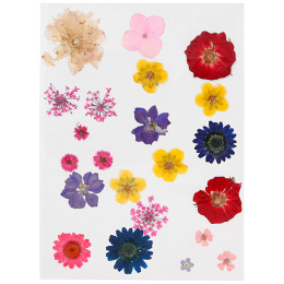Getrocknete Blumen und Blätter Gemischte Farben in der Gruppe Basteln & Hobby / Basteln / Scrapbooking bei Pen Store (130767)