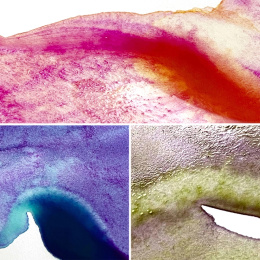 Gansai Tambi Akvarell 5er-set Granulating Colors 2 in der Gruppe Künstlerbedarf / Künstlerfarben / Aquarell / Aquarellfarbe im Napf bei Pen Store (135537)