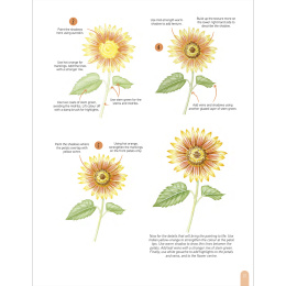 Paint 50: Watercolour Flowers in der Gruppe Basteln & Hobby / Bücher / Lehrbücher bei Pen Store (136318)