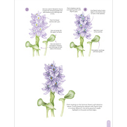 Paint 50: Watercolour Flowers in der Gruppe Basteln & Hobby / Bücher / Lehrbücher bei Pen Store (136318)