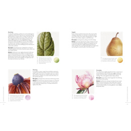 Sketching Nature in der Gruppe Basteln & Hobby / Bücher / Lehrbücher bei Pen Store (137184)