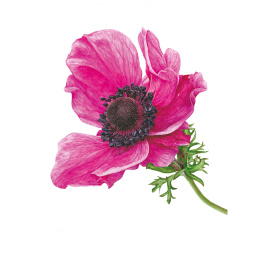 Anna Mason's Watercolour World in der Gruppe Basteln & Hobby / Bücher / Inspirationsbücher bei Pen Store (137202)