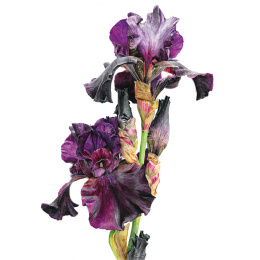 Anna Mason's Watercolour World in der Gruppe Basteln & Hobby / Bücher / Inspirationsbücher bei Pen Store (137202)