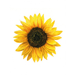 Anna Mason's Watercolour World in der Gruppe Basteln & Hobby / Bücher / Inspirationsbücher bei Pen Store (137202)