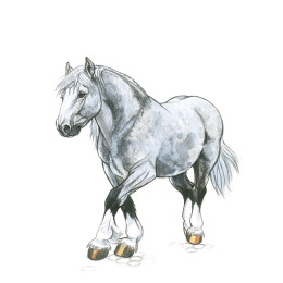 Draw 30: Animals in der Gruppe Basteln & Hobby / Bücher / Lehrbücher bei Pen Store (137210)