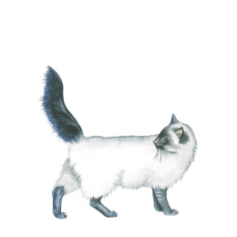 Draw 30: Animals in der Gruppe Basteln & Hobby / Bücher / Lehrbücher bei Pen Store (137210)