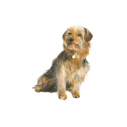 Draw 30: Dogs in der Gruppe Basteln & Hobby / Bücher / Lehrbücher bei Pen Store (137213)