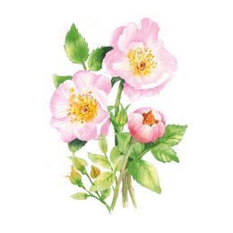 Draw 30: Flowers in der Gruppe Basteln & Hobby / Bücher / Lehrbücher bei Pen Store (137215)