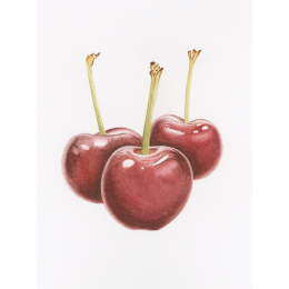 Draw in 10 Minutes: Botanicals in der Gruppe Basteln & Hobby / Bücher / Lehrbücher bei Pen Store (137219)