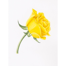 Draw in 10 Minutes: Botanicals in der Gruppe Basteln & Hobby / Bücher / Lehrbücher bei Pen Store (137219)