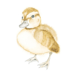 How to Draw: Baby Animals in der Gruppe Basteln & Hobby / Bücher / Lehrbücher bei Pen Store (137223)