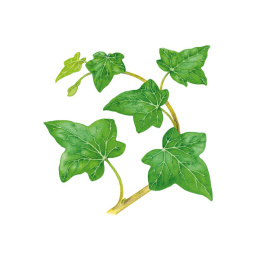 How to Draw: Nature in der Gruppe Basteln & Hobby / Bücher / Lehrbücher bei Pen Store (137224)