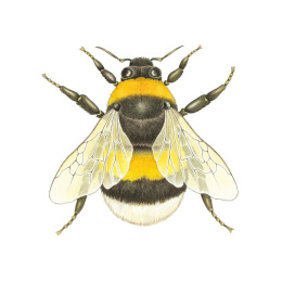 How to Draw: Nature in der Gruppe Basteln & Hobby / Bücher / Lehrbücher bei Pen Store (137224)