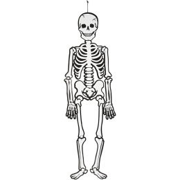 Skelett nachtleuchtend 120 cm in der Gruppe Kids / Feiertage / Saison für Kinder / Kinder-Halloween bei Pen Store (138370)